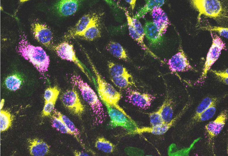 Lymphocyte Development & Epigenetic Memory Groups tweet media