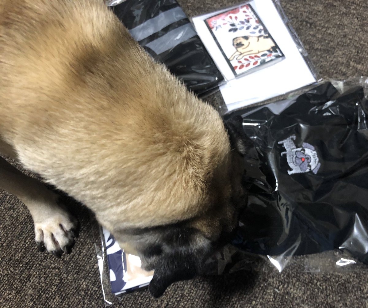 96ppe's tweet image. てぬぐいの話をしてたら‼️
こんな時間なのに届きました🙌💓
ずっと我慢してたのもあって、今回は奮発しましたよ😍🤑
寝てためぐも起きてきました。眠そうなお顔😂
パグの日まで温存しときます❤️
#PUGSTYLE #パググッズ