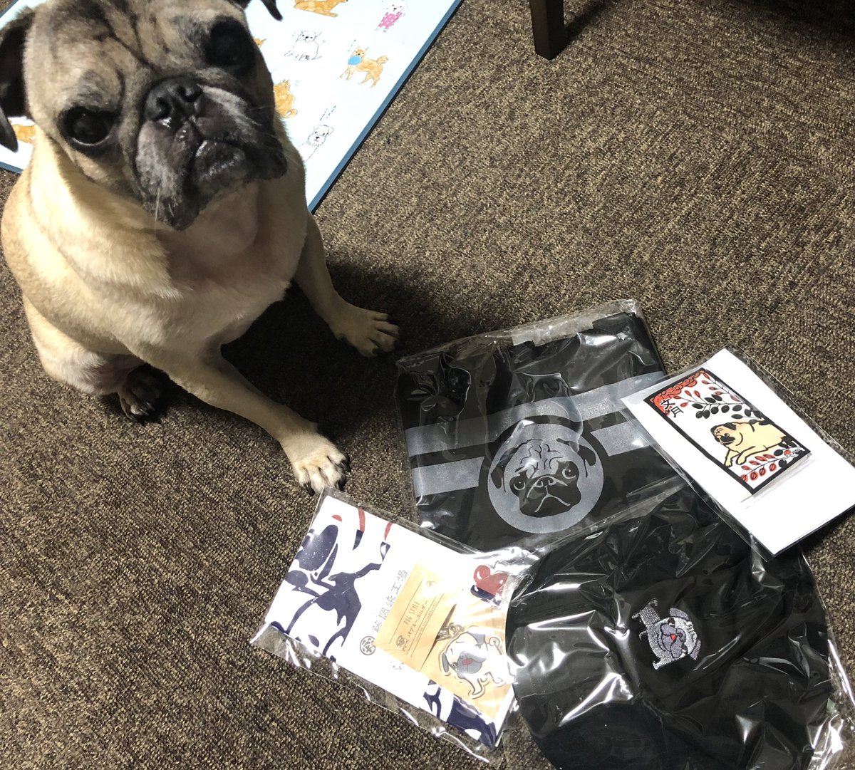 96ppe's tweet image. てぬぐいの話をしてたら‼️
こんな時間なのに届きました🙌💓
ずっと我慢してたのもあって、今回は奮発しましたよ😍🤑
寝てためぐも起きてきました。眠そうなお顔😂
パグの日まで温存しときます❤️
#PUGSTYLE #パググッズ