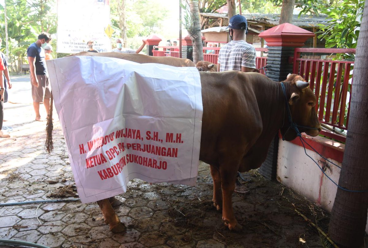 PDIPskh's tweet photo. DPC PDI Perjuangan Kab. Sukoharjo mlakukan pmotongan hewan kurban sbnyak 6 ekor sapi di Kantor DPC,
Keg ini turut dihadiri oleh Ketua DPC,bserta sluruh jajaran Pengurus DPC, PAC, Anggota Fraksi PDI Perjuangan DPRD Kab. Sukoharjo dan Komunitas Juang.
#PDIPerjuangan
#Iduladha1441H https://t.co/CWmUXnp1bo