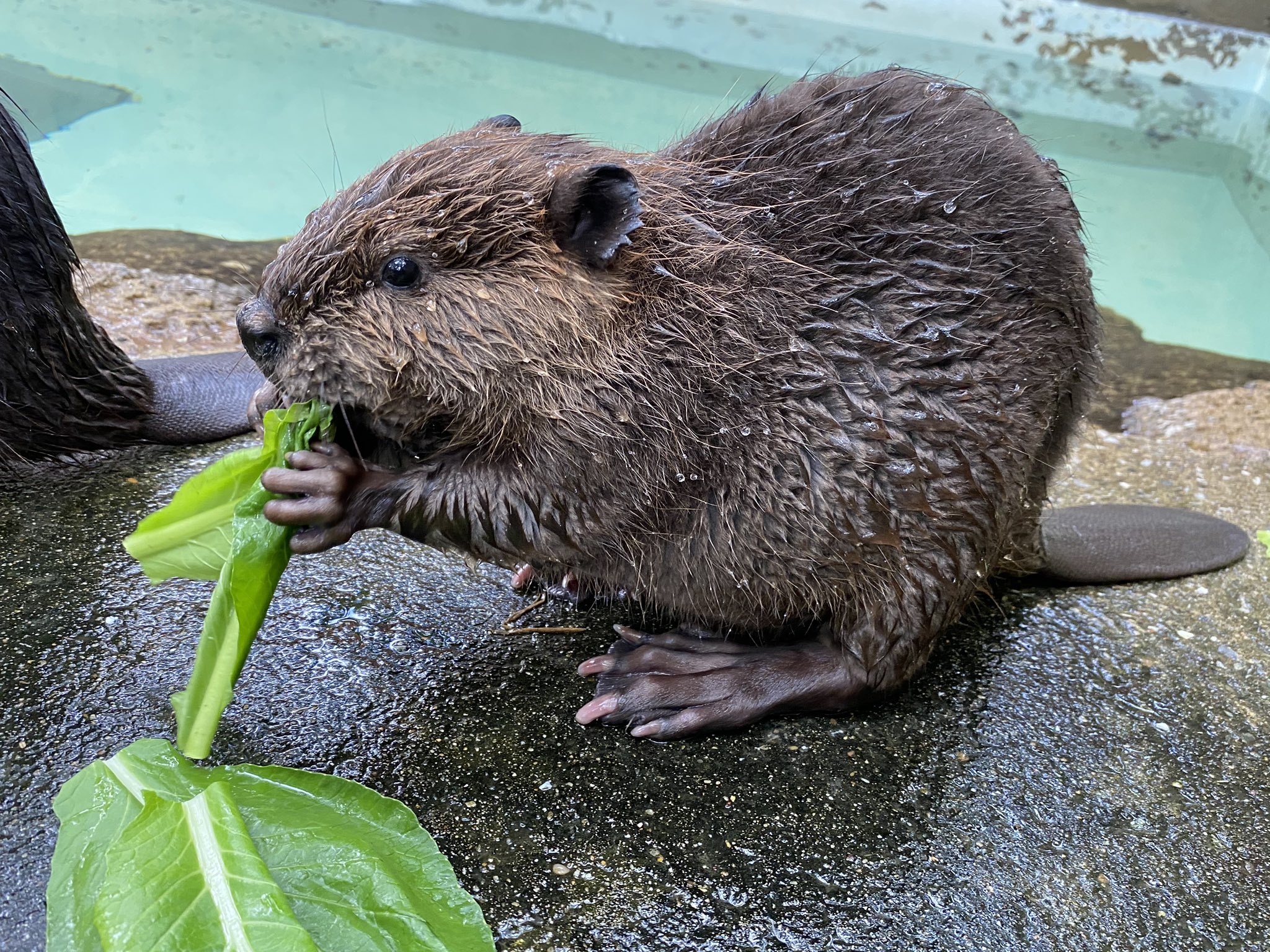 千葉市動物公園 公式 アメリカビーバー の子どもたちの見分け方 その2 幸 と似ているのが 夢 ユメ サツマイモを食べている方です 飼二 千葉市動物公園 アメリカビーバー 千葉市動物公園 公式 アメリカビーバー の子どもたちの見分け方 その2 幸 と似ているのが 夢 ユメ サツマイモを食べている方です 飼二 千葉市動物公園 アメリカビーバー