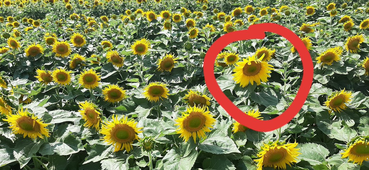 Réponse à la question : avez vous vu une impureté ? Elle a bien été identifiée : ces fleurs ligulées (=pétales) ont une disposition plane alors que celles de la lignée sont recourbées longitudinalement  (caractères définis par l' Union pour la protection des obtentions végétales)