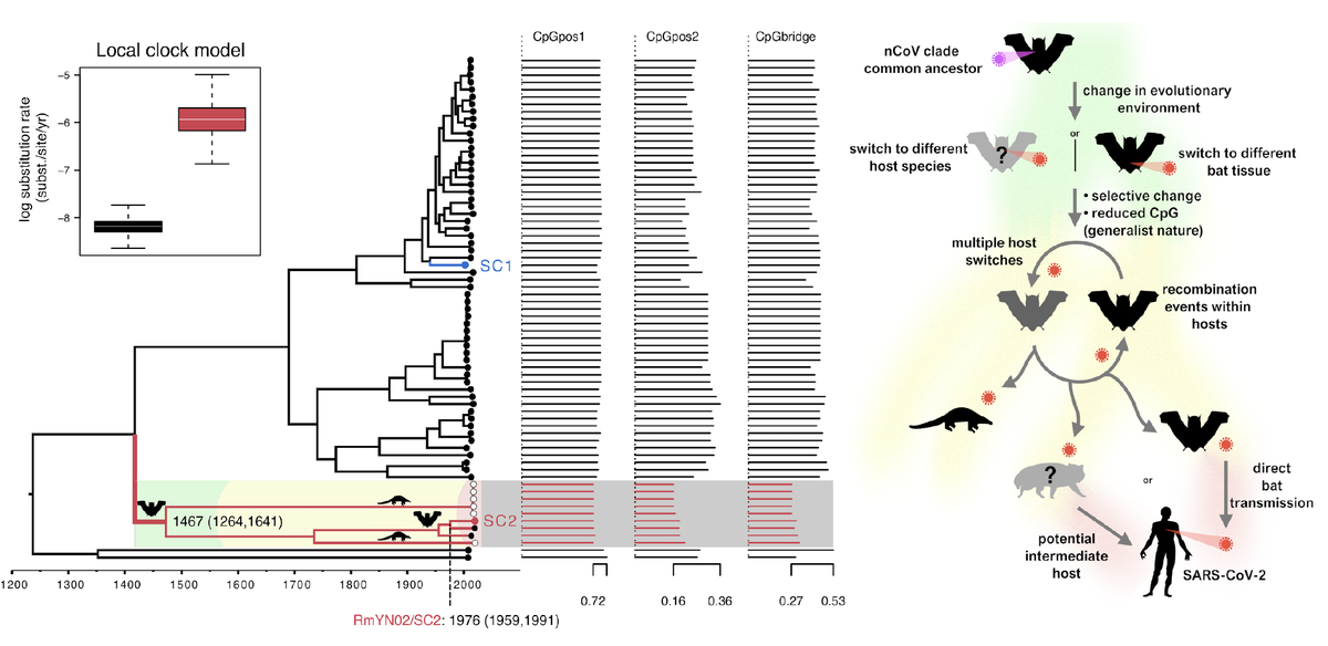 robertson_lab's tweet photo. Update to our pre-print online with new analysis, 'Natural selection in the evolution of SARS-CoV-2 in bats, not humans, created a highly capable human pathogen'; the evidence points to the significant evolution that created #SARSCoV2 occurring in bats: https://t.co/0As34re63D https://t.co/JZyEN9mmWP