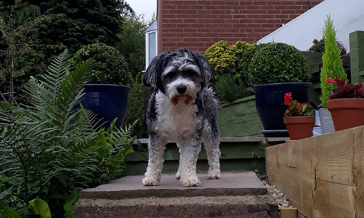 VisionICT's tweet image. Meet Jonny, Vision ICT’s very important office dog. We miss seeing Jonny in the office but we’re happy he is keeping up with his responsibilities at home. You can find out what Jonny has been up to here - bit.ly/2D6Q70X