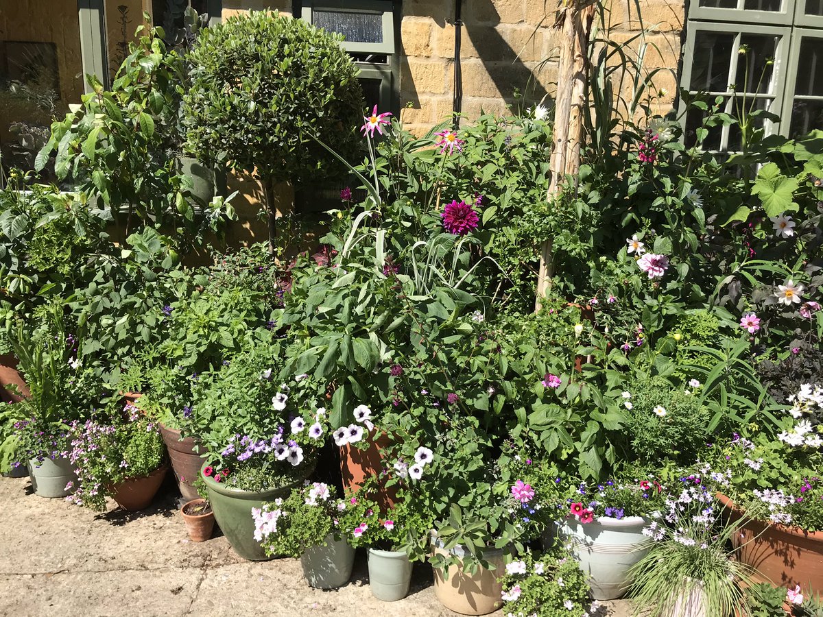 ...even if your plants are wilting. This bank of pots is looking a bit sorry for itself even tho I watered well night before last. The compost is still damp even tho the surface may look dry. They’re wilting because the sun is fierce but as soon as shade comes round...