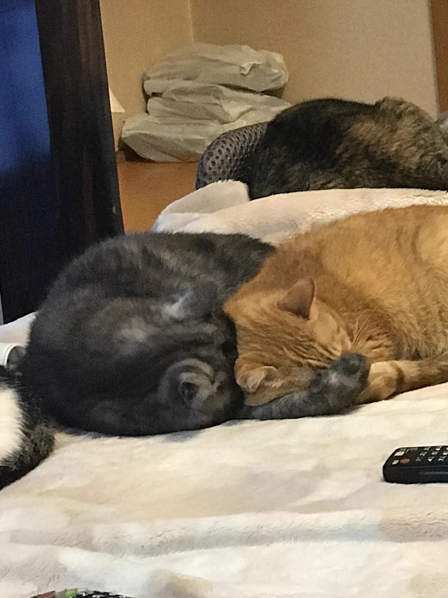 @fuji_ayako いますね 