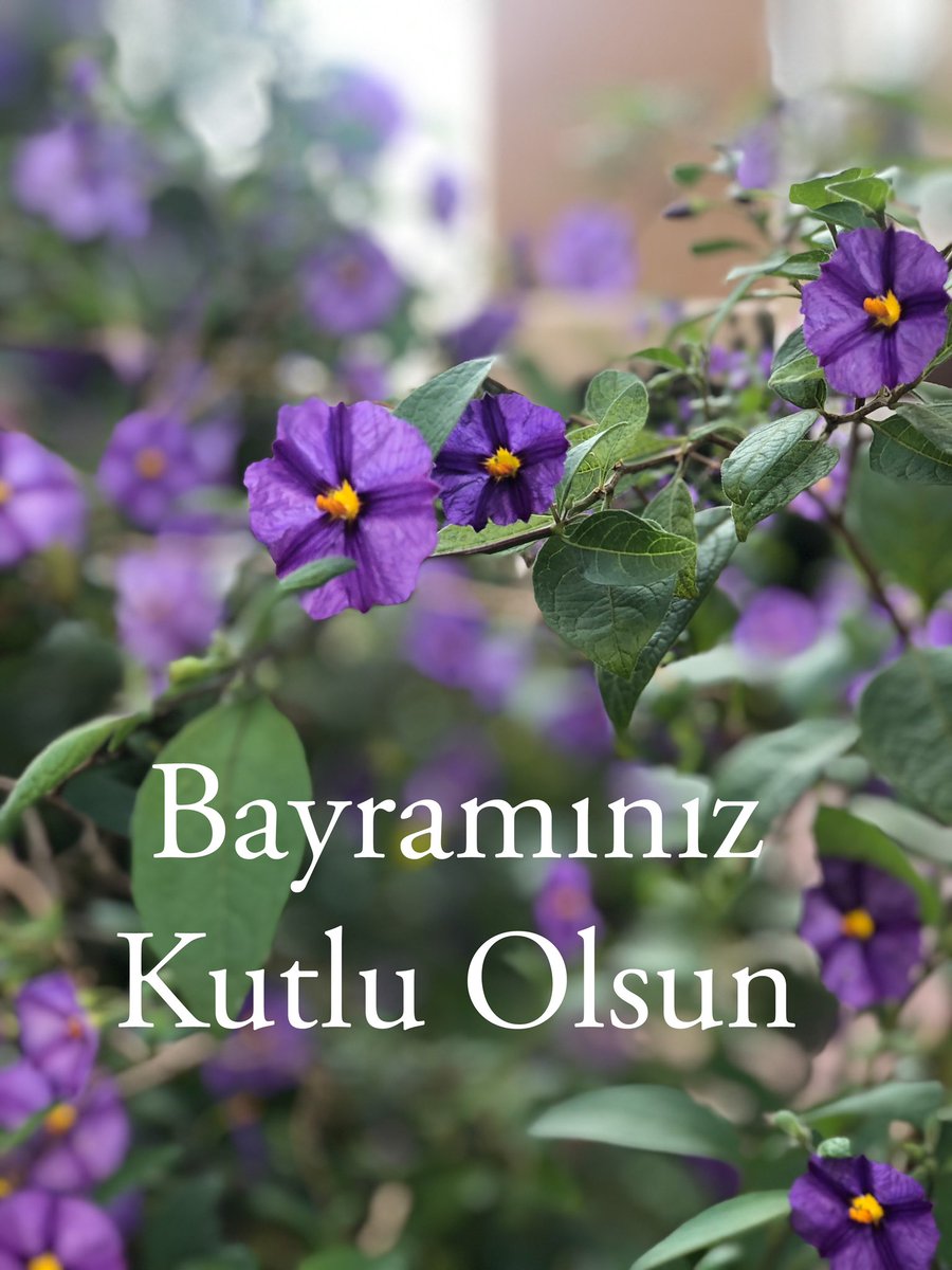 K_KOYUNCUOGLU's tweet photo. Kurban Bayramınız Mübarek Olsun #EidMubarak https://t.co/TeqWdEJG8V
