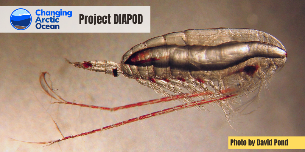 NERC_CAO's tweet image. Introducing project #DIAPOD to celebrate #InternationalCopepodDay

#DIAPOD investigates the reliance of the #ArcticOcean #foodchain on #copepods and its precarity in the face of #ClimateChange

👉bit.ly/CAO_DIAPOD

@NERCscience @BMBF_Bund #UKinArctic #ArktisImWandel
