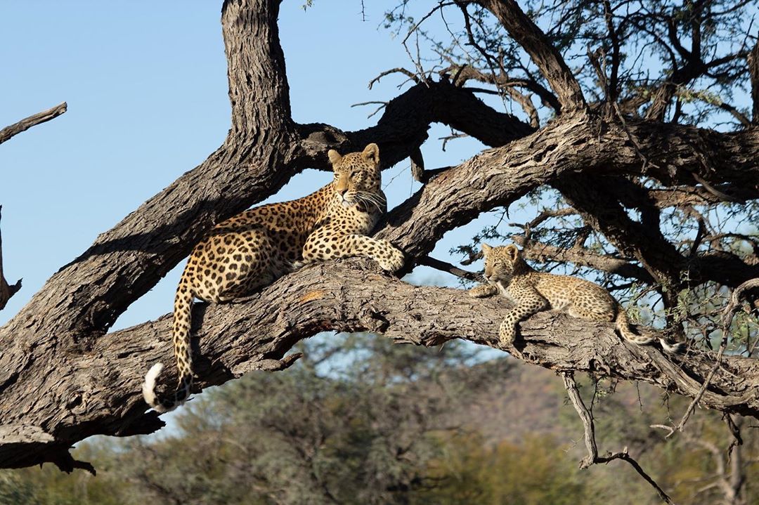 naturally_namib's tweet photo. Ever seen a leopard in a tree? A two-day Okonjima stay offers the chance to view a leopard in Namibia. @AfriCatOkonjima
#leopardinthetree #leopardsighting #wideopenspaces #travelwithpurpose #purposetravel
#naturallynamibia #namibia #africa #safari #holiday #travel https://t.co/QGdCGKuiah