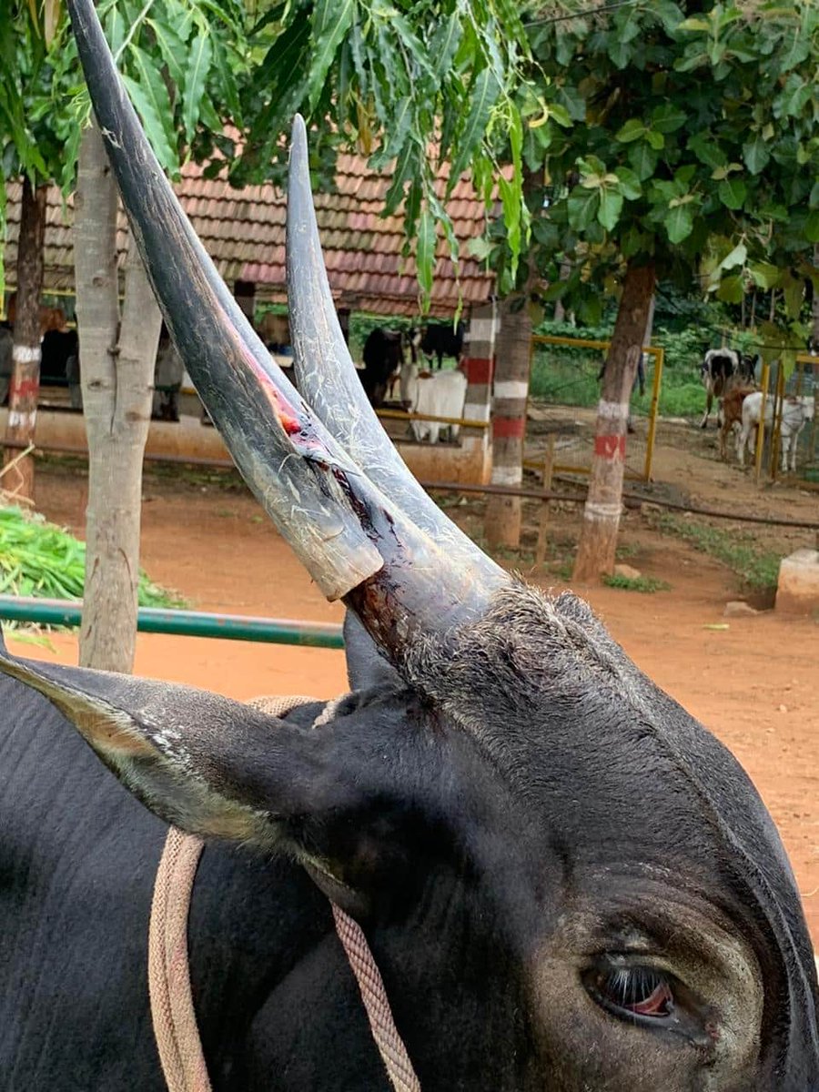 wahtsfoundation's tweet photo. A young, weak and injured bull was rescued from J C Nagar Police station limits and shifted to a Goshala for it's future care and maintenance.

Vote of thanks to 

Maruthi Medical team, Vijaynagar 
and all other volunteers

for their kind services. https://t.co/l5nLnKwQv7