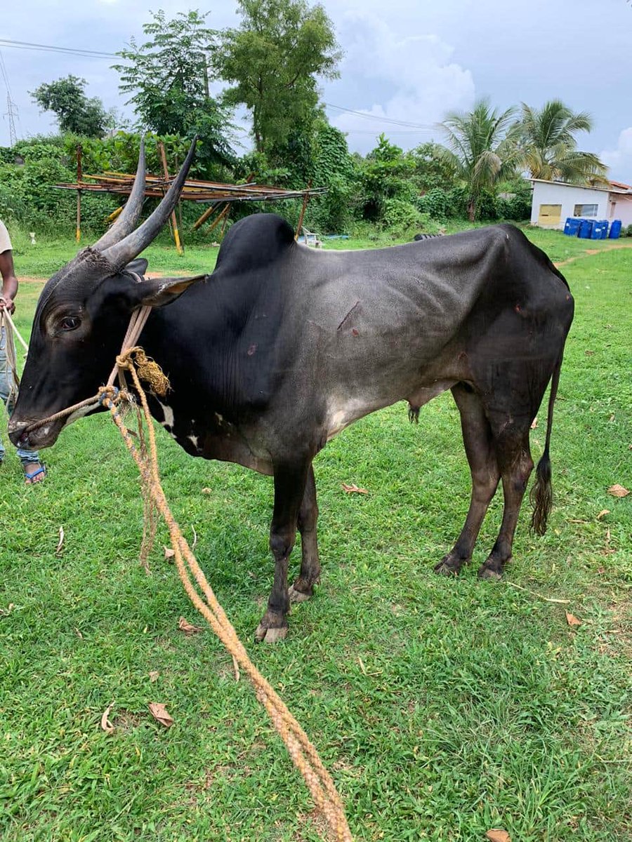 wahtsfoundation's tweet photo. A young, weak and injured bull was rescued from J C Nagar Police station limits and shifted to a Goshala for it's future care and maintenance.

Vote of thanks to 

Maruthi Medical team, Vijaynagar 
and all other volunteers

for their kind services. https://t.co/l5nLnKwQv7
