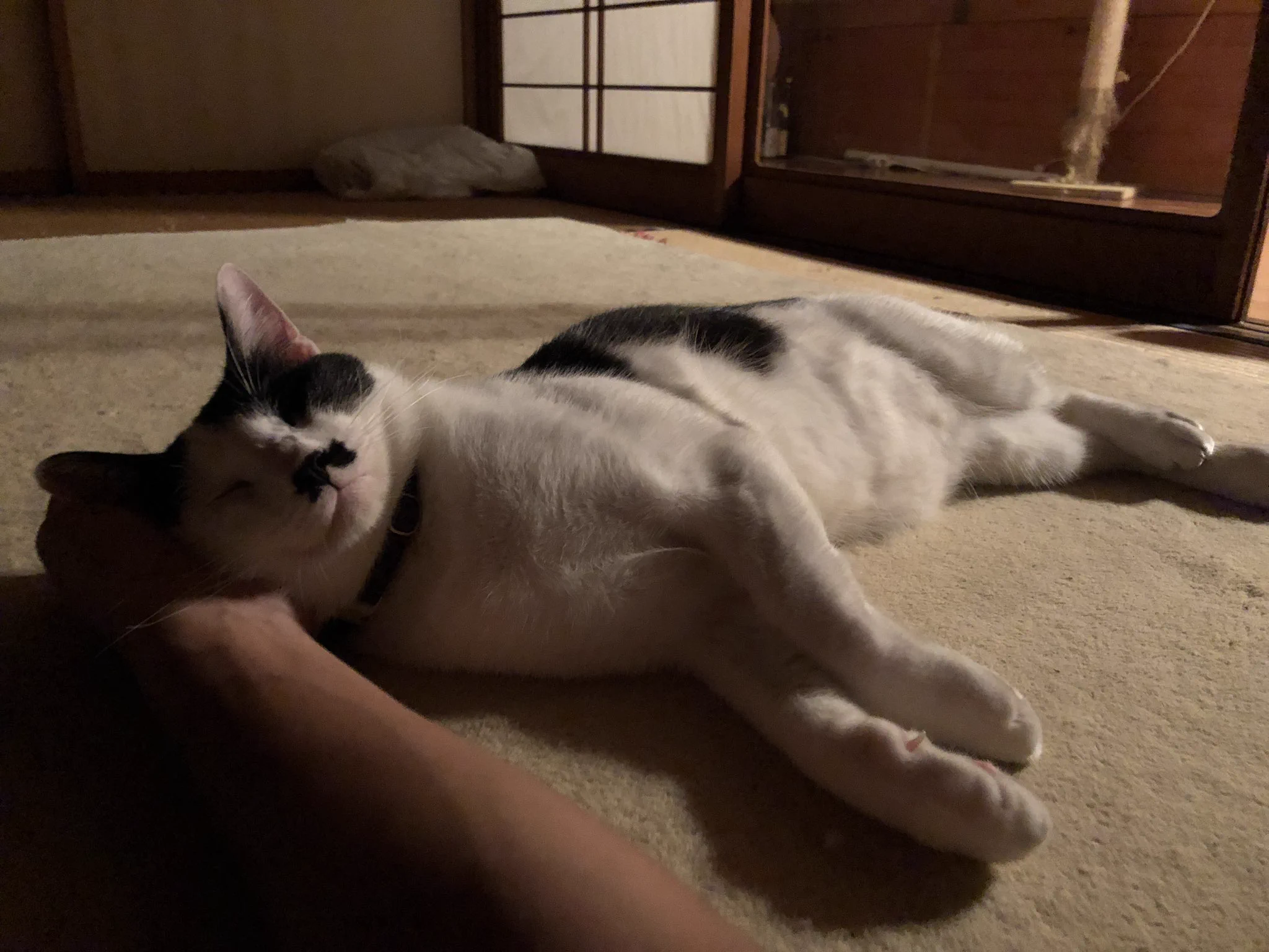 @fuji_ayako うちの子は人間に腕枕して欲しいみたい 