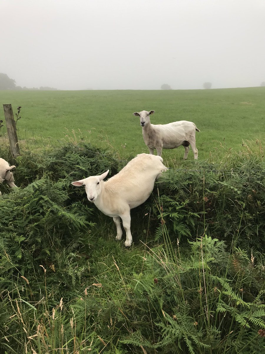 fimalone1 tweet media