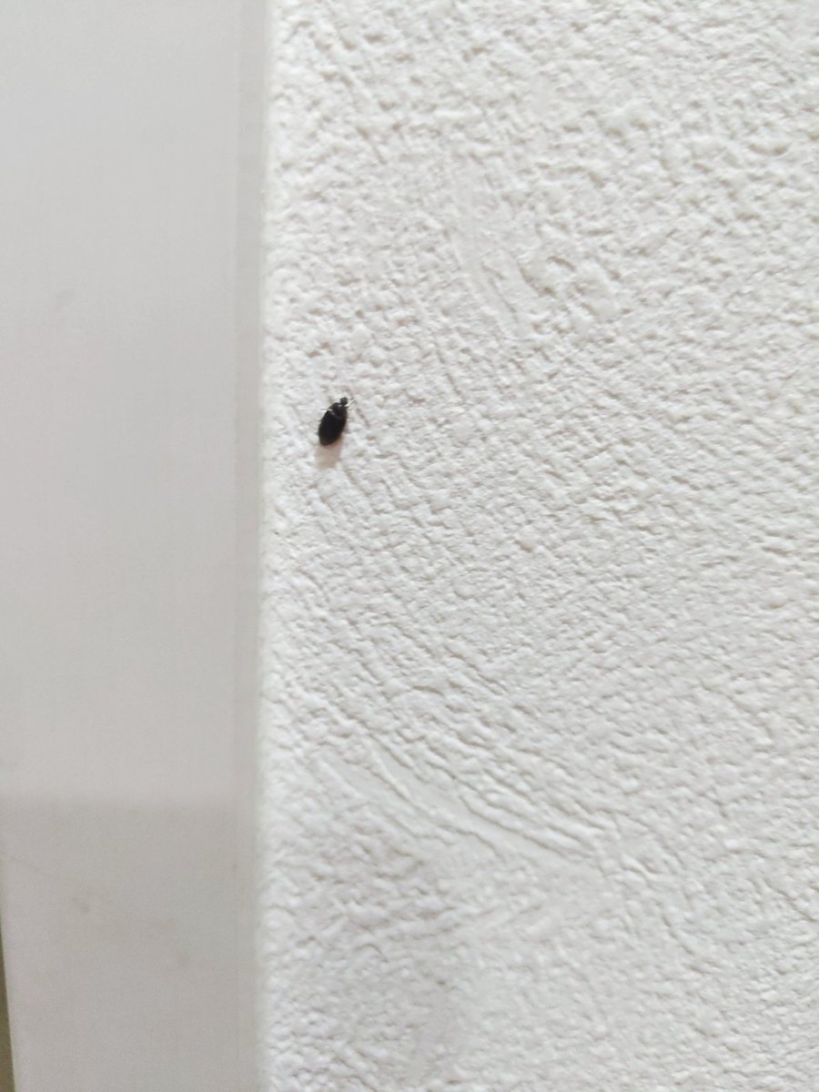 汚部屋に出る虫が怖い 片付けや掃除中に家に出る虫の一覧 すっきりまにあ