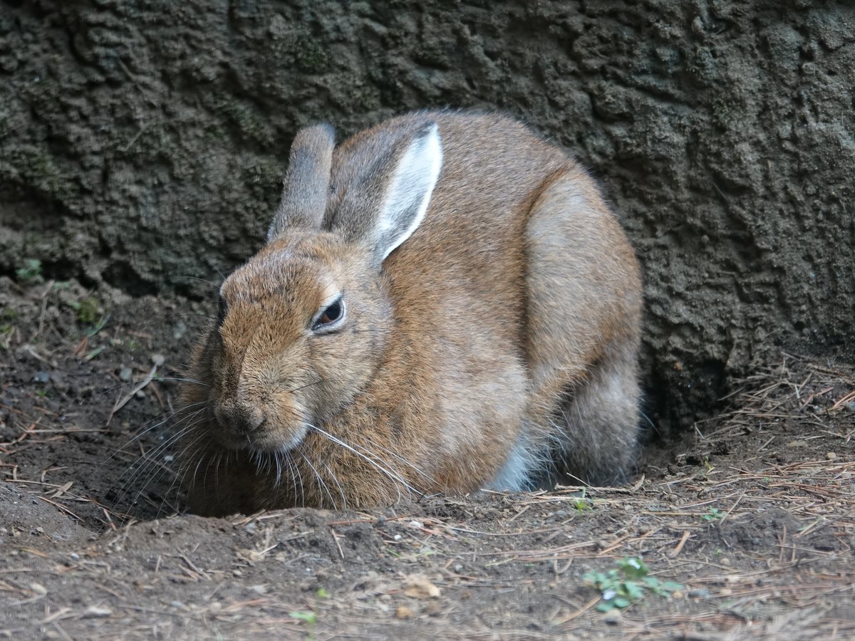 Japanesehare Twitter Search Japanesehare Twitter Search