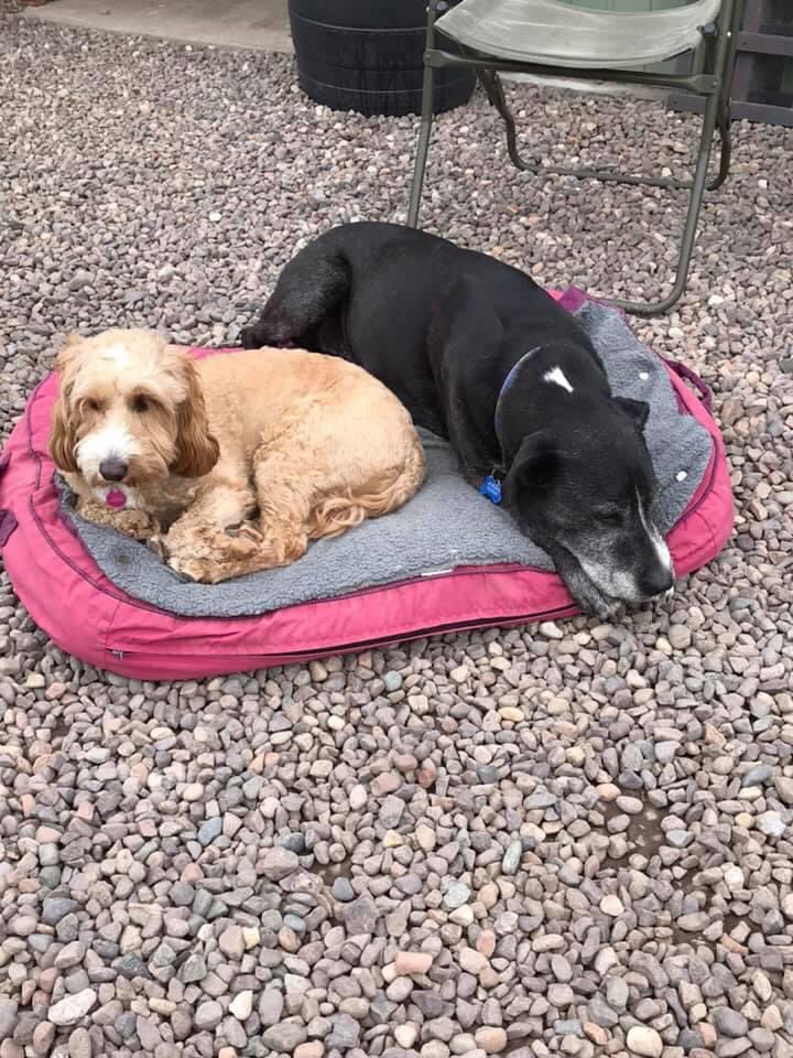 HappyMutts Doggie Daycare and Boarding (JohnShrigley) Twitter