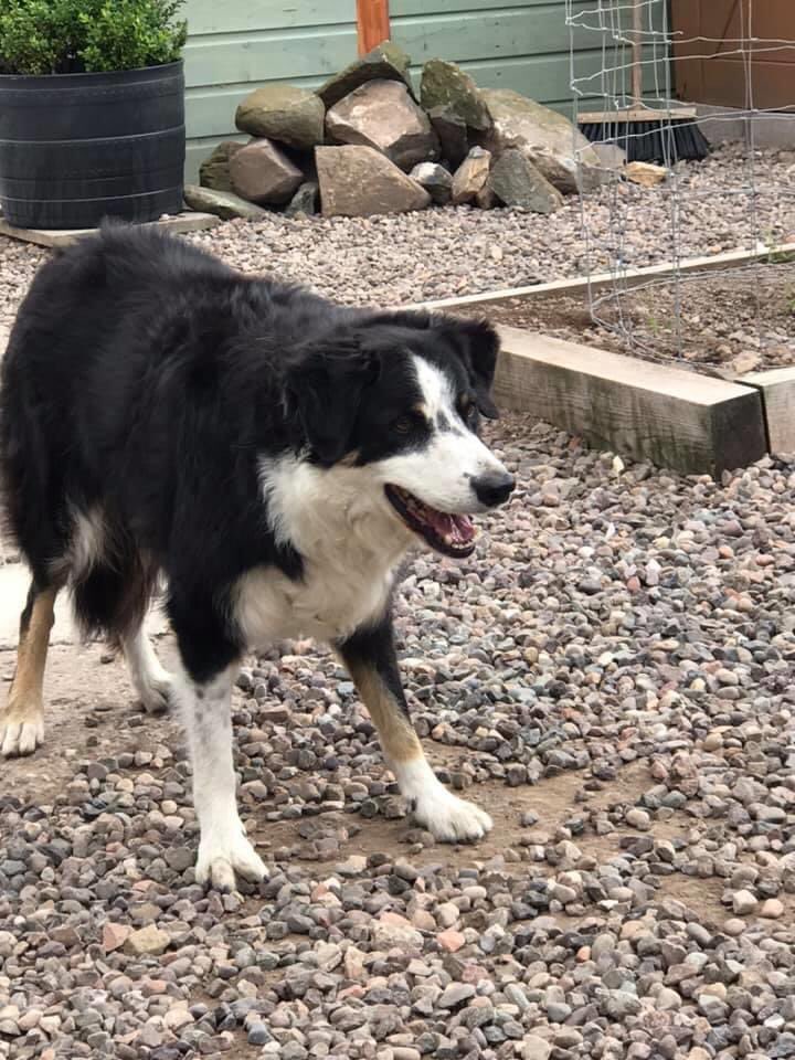 HappyMutts Doggie Daycare and Boarding (JohnShrigley) Twitter