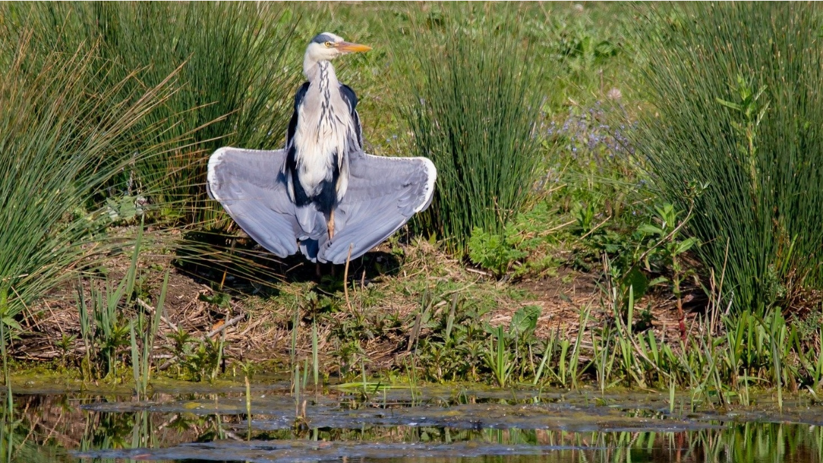 How about this 'wind-catching' method for cooling down? 🌬️ Many birds keep cool by opening their wings so heat radiates away from their body by convection in the breeze. Yoga pose optional. Wetlands in a #heatwave > socsi.in/HDk1n Image by TheOtherKev from Pixabay