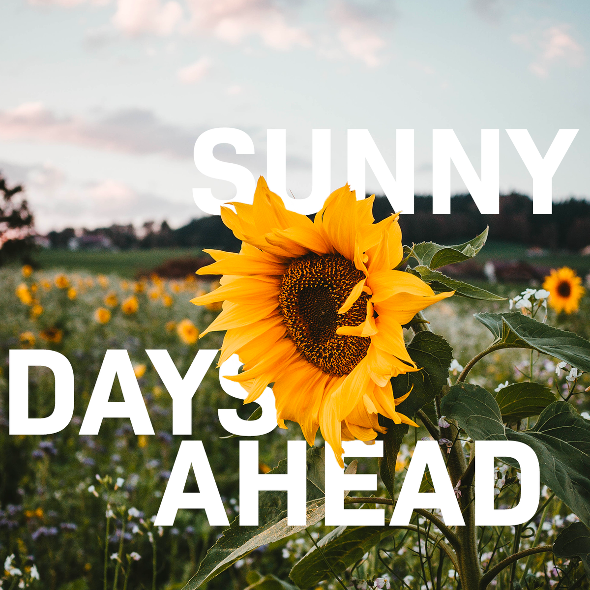 AdobeFrance's tweet photo. La #FridayFont des beaux jours. 🌻
Par Charlotte Puppinck sur Behance : https://t.co/WnYJQ2wfGj https://t.co/ZCxxvPdTmr