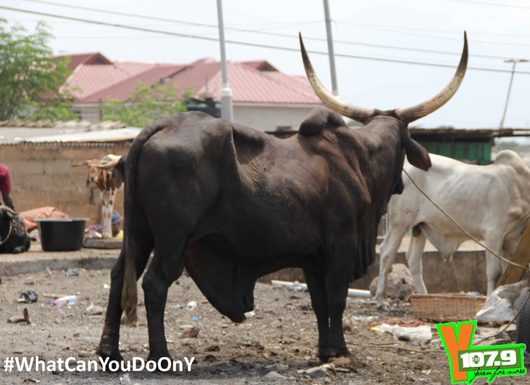 Y1079FM's tweet image. Scenes from Fadama, the premises of the national Chief Imam 

#WhatCanYouDoOnY w/ a cow?