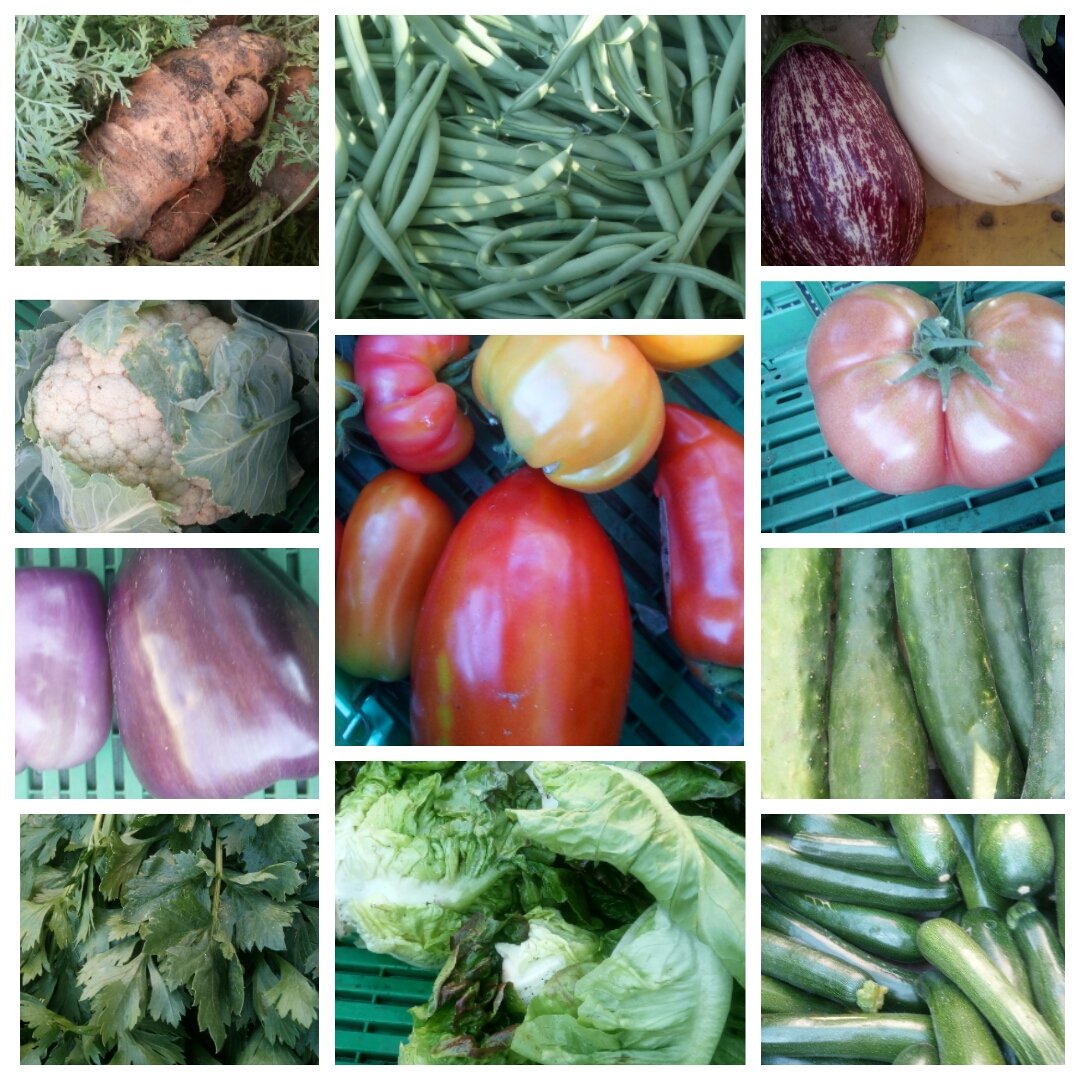 AmapRonceray's tweet photo. Dans le panier de légumes bios frais de saison et de proximité de cette semaine : carottes, haricots verts, aubergines, tomates, concombre, courgettes, salades, poivrons, chou fleur et branches de céleri en plus. https://t.co/8v0YWCKWt1
