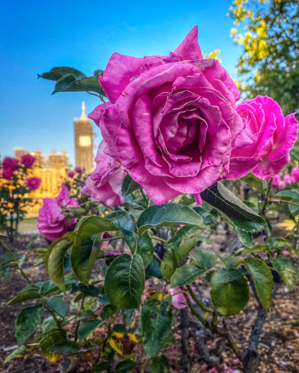 A gorgeous morning in the @GSTTnhs garden today ... but it’s going to be a very hot one in London! If you’ve got the heat today, some tips to try to be able to sleep better tonight here: twitter.com/i/events/11656…