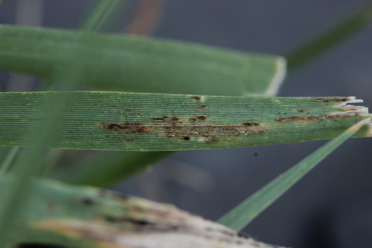 RPilze's tweet photo. Puccinia cynodontis ex Cynodon dactylon
#Pucciniacynodontis #Puccinia #Cynodondactylon #Cynodon #rust #rost #rostpilz #rustfungus #Hundszahngras #Bermudagrass #Chiendentpieddepoule #gramignarossa #gramacomún #mushroom #mushrooms #fungus #fungi #pilz #pilze #champignons https://t.co/v5gFZPM5bD