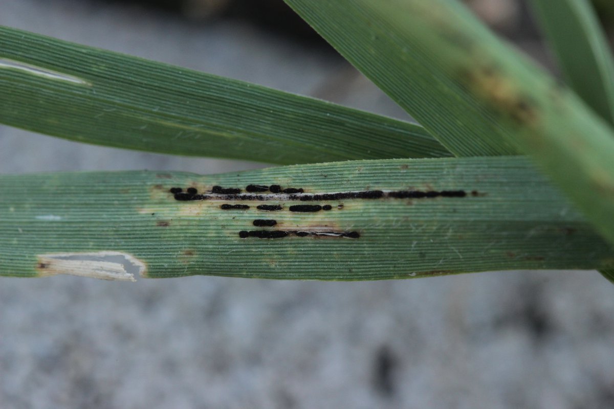 RPilze's tweet photo. Puccinia cynodontis ex Cynodon dactylon
#Pucciniacynodontis #Puccinia #Cynodondactylon #Cynodon #rust #rost #rostpilz #rustfungus #Hundszahngras #Bermudagrass #Chiendentpieddepoule #gramignarossa #gramacomún #mushroom #mushrooms #fungus #fungi #pilz #pilze #champignons https://t.co/v5gFZPM5bD