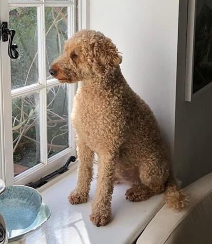bertie_is's tweet photo. 😢Indescribable pain, torment &amp; anxiety of our dog lost for 3 months
💔Not knowing where or how he is
😢Then having the appalling worry of #COVID19 in the family
💔Not being able to even leave the house to look for him 
Please PLEASE , we desperately need your ���👂 to #FindBertie https://t.co/i309piaCiq