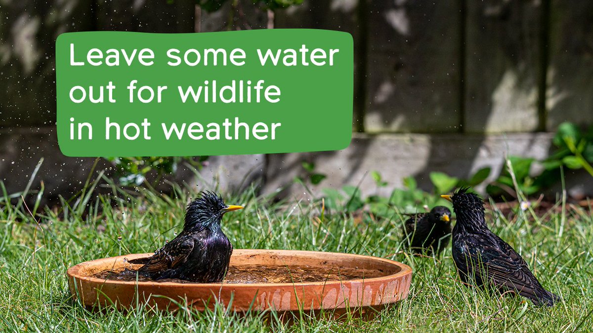 CPRE's tweet photo. It's going to be a scorcher today 🥵

Give your local birds and other wildlife a hand with some fresh water for drinking and bathing.

And make sure you leave a little at ground level for frogs and toads, and night-time visitors, such as hedgehogs. 🙏 https://t.co/F2SEZDUrQt