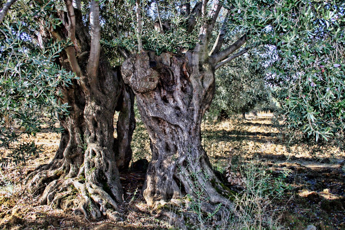 FollowEmbrace's tweet photo. Planting an olive tree means you are helping the Palestinian people maintain their ancient ties to the land, preserving an important source of income and sustenance.

#KeepHopeAlive

https://t.co/1XB8h6QAU5 https://t.co/a4Fax7KTsP