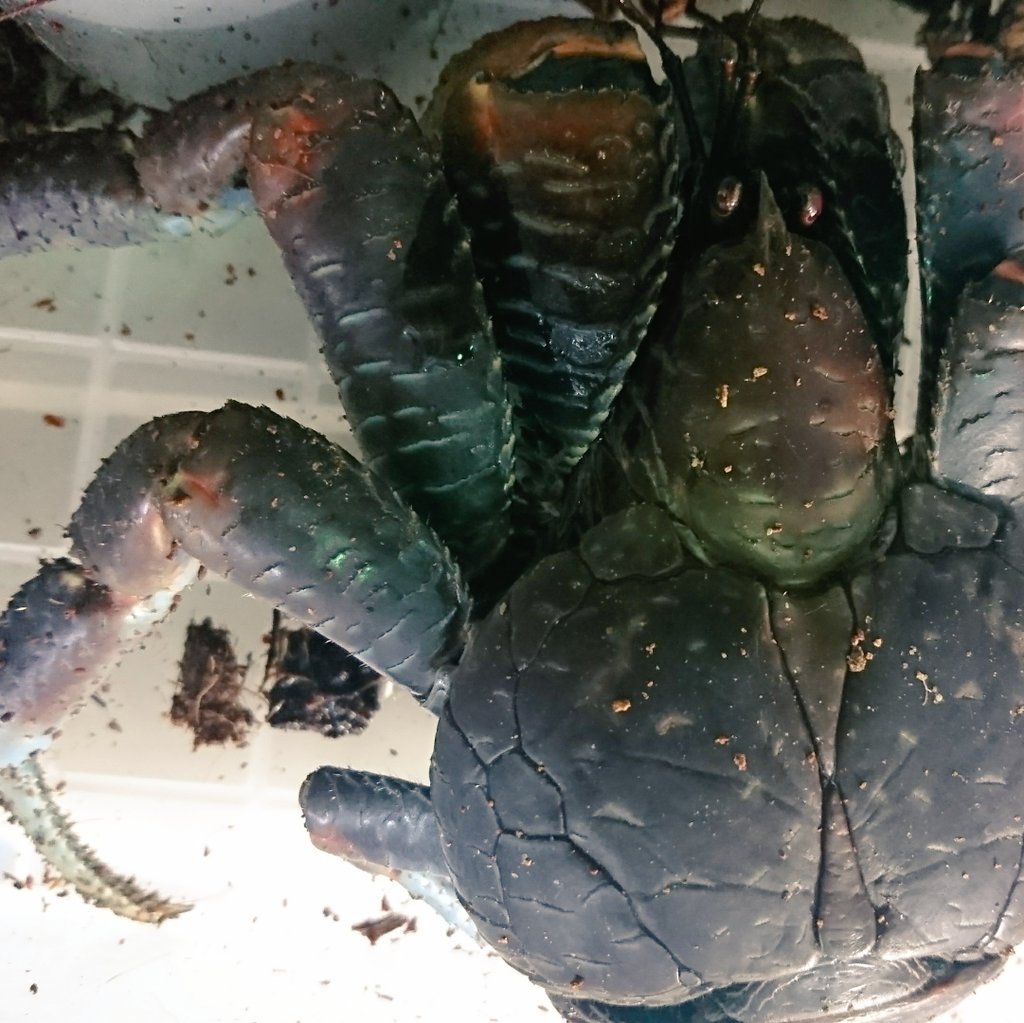 From Scratch フロムスクラッチ 相変わらず マメに入荷情報が流せません 色々な 手抜き アップ写真をどうぞ 笑 グリーンパイソン ヤシガニ アカマタ オキナワアオカナヘビ 爬虫類ショップ 爬虫類 関西 大阪 販売 トカゲ ヘビ パイソン