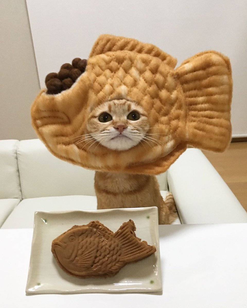 9GAG's tweet photo. You are what you eat

📸 kibimomo | IG https://t.co/5xmzKeHROc