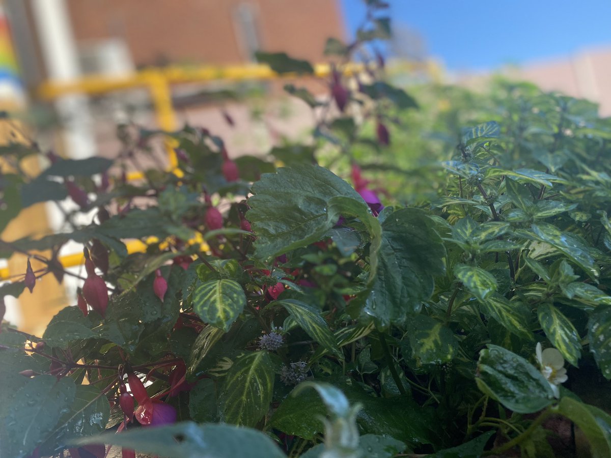 AmberWardNotts's tweet photo. The patients on amber ward where eager to get out and water the plants with it being the hottest day of the year ☀️☀️ #amberward #nhs #Millbroom #nottshc https://t.co/eYMdRvZ9Wd
