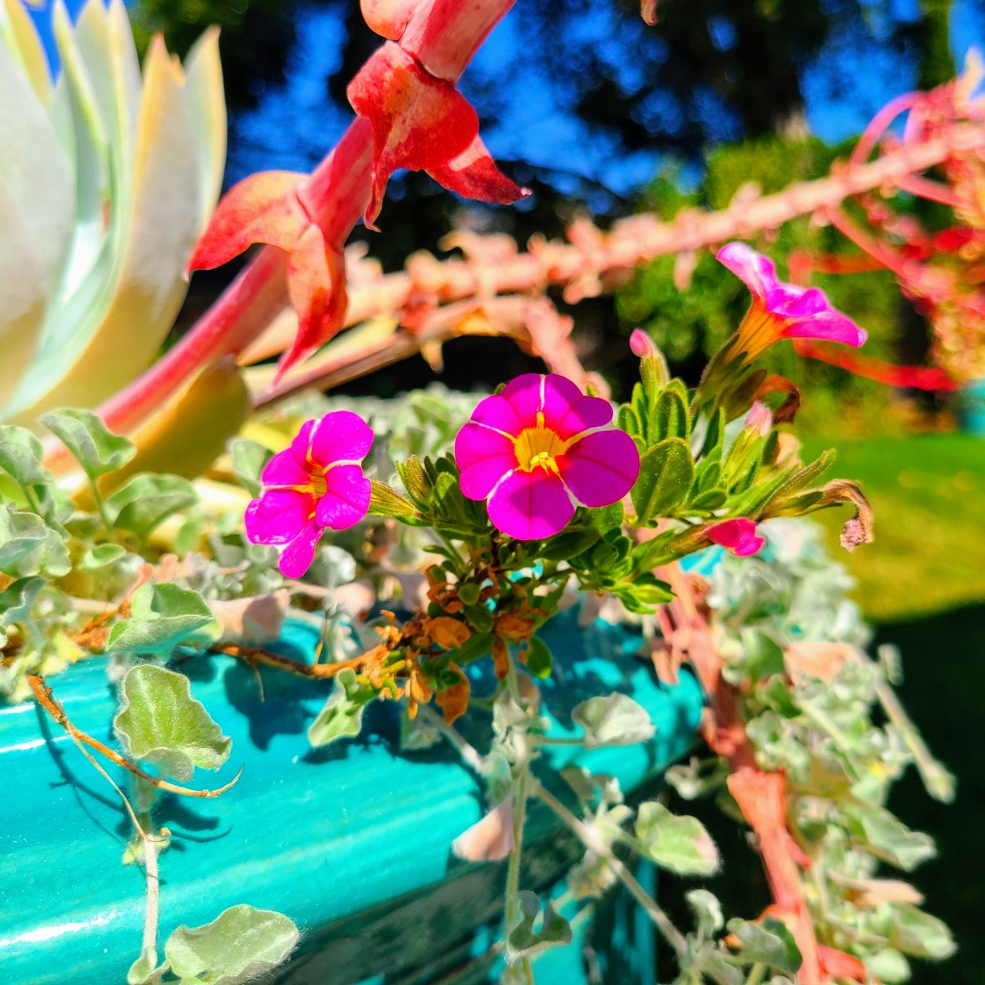 JoyAdare's tweet photo. Loving my flower pots!
#gardeningwithjoy #pink #flowers #contemporaryromance #romancewriters #writermomsofinstagram #writingromance #writermoms #romanceauthor #aspiringauthor #womenwriters #writing #romancewriting #writermom #romancereaders https://t.co/70RsXJR9Yx