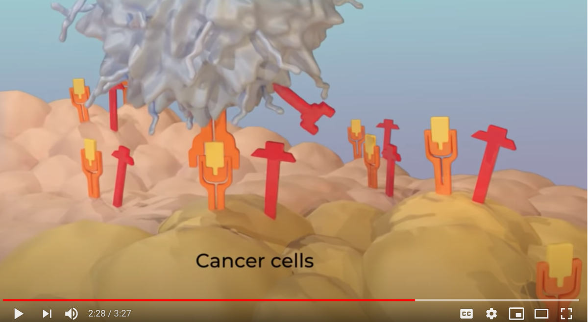 How does immunotherapy work? Our short video explains how three types of #immunotherapy work against cancer: youtube.com/watch?v=jDdL2b…