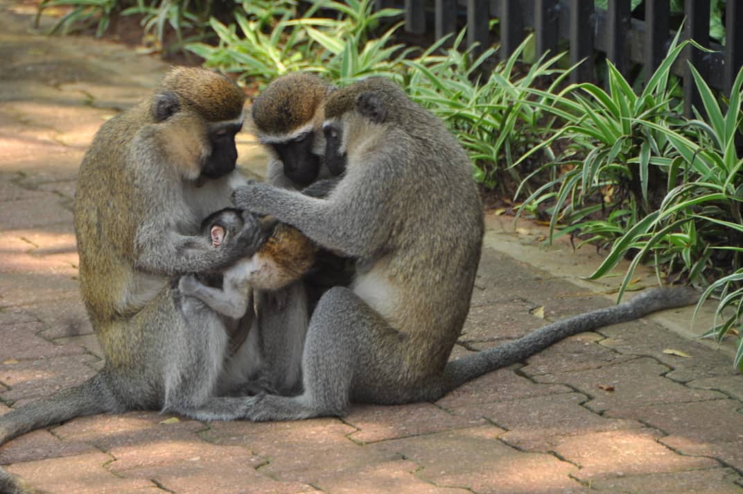 Mark Paulino (MarkPaulino11) Twitter