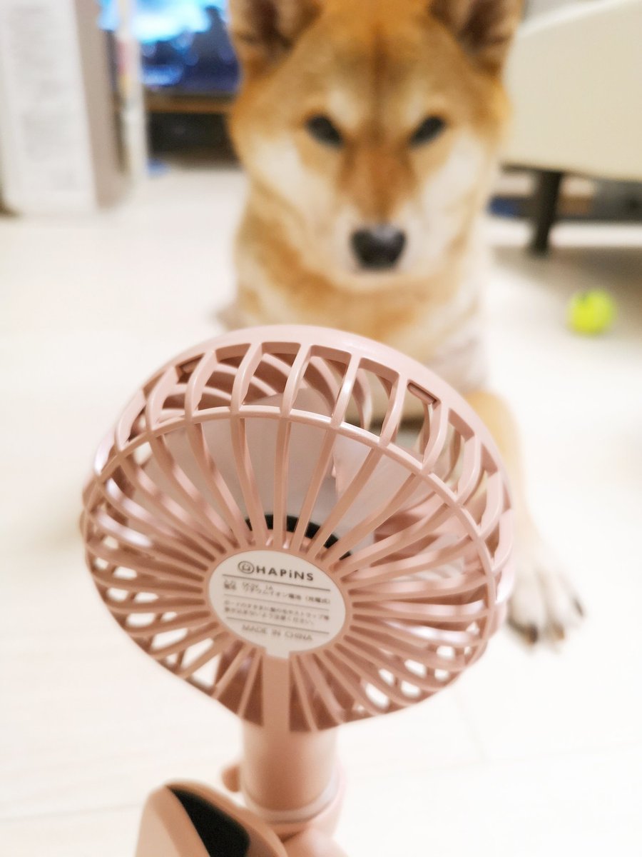 Dog Sister 犬の妹 Tokyo Roki Twitter