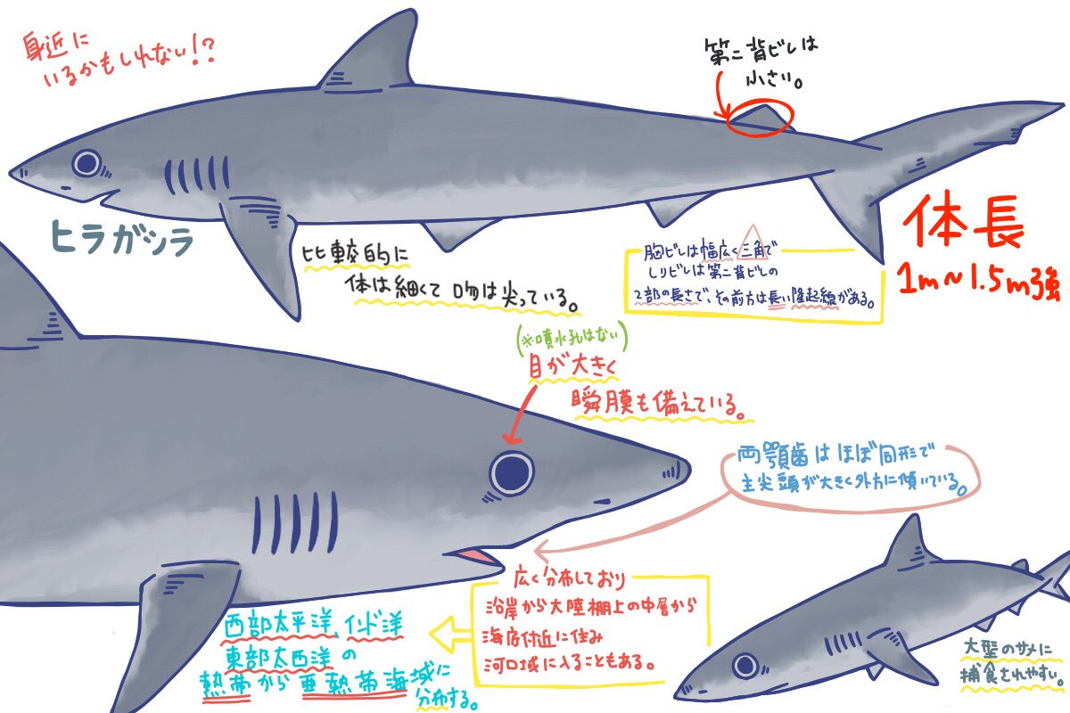 めかぶのサメ紹介ツイート Twitter