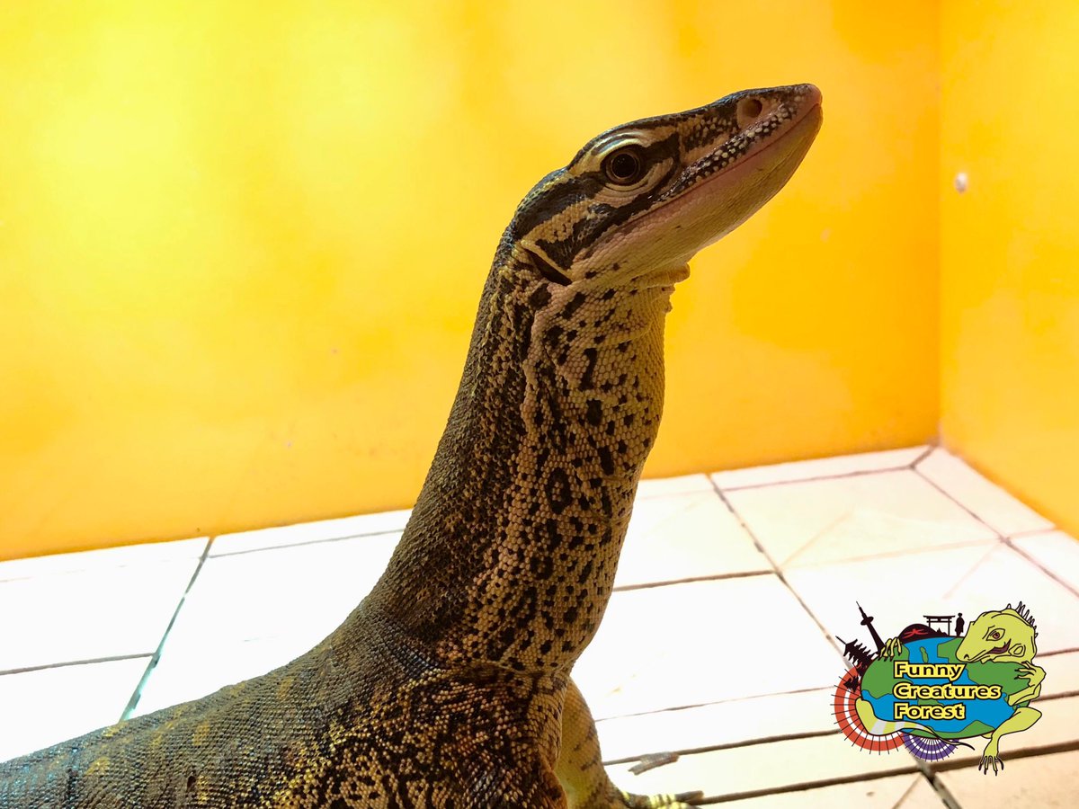 fcf_kyoto's tweet photo. 横顔🦎

#爬虫類カフェ #ふぁにくり #ふぁにくり京都祇園店 #爬虫類 #オオトカゲ #グールドモニター #カールシュミットモニター #セラムモニター #サバンナモニター #reptile #kyoto #gion #varanus #varanuskeeper https://t.co/psc279IJ77