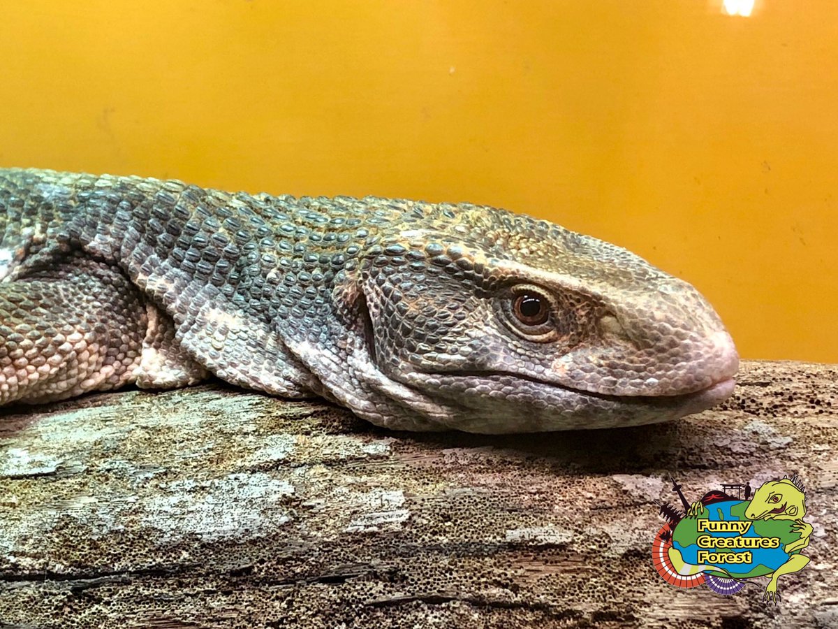 fcf_kyoto's tweet photo. 横顔🦎

#爬虫類カフェ #ふぁにくり #ふぁにくり京都祇園店 #爬虫類 #オオトカゲ #グールドモニター #カールシュミットモニター #セラムモニター #サバンナモニター #reptile #kyoto #gion #varanus #varanuskeeper https://t.co/psc279IJ77
