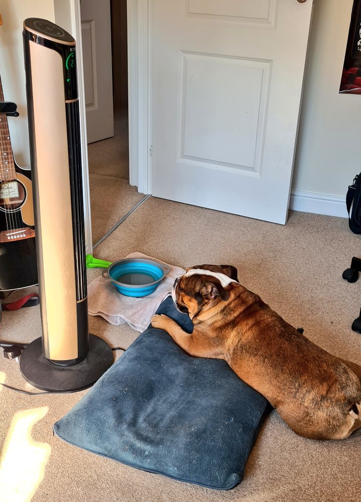 RoccotheBulldo1's tweet photo. First hot day of the summer in England ☀️ Dad's got my warm-weather office all set up ready 😀 #bulldogs #itsgonnabeahotone https://t.co/OaZ7lruac7