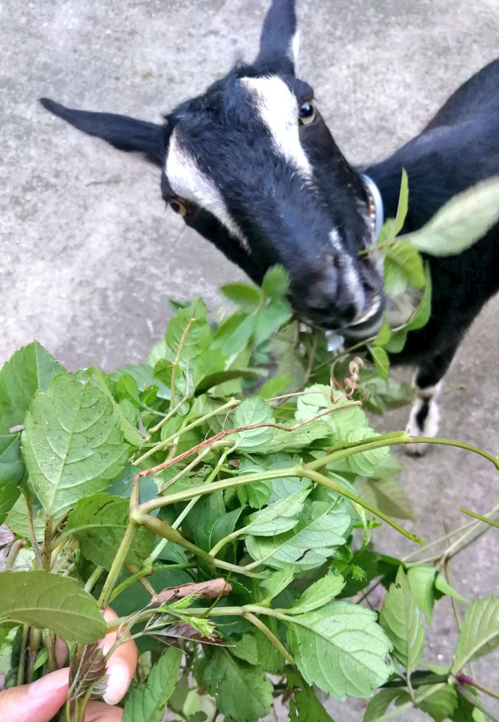 ビンボウカズラ ビンボウカズラ