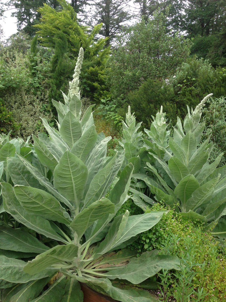 thegardenvsw's tweet photo. Huge grey-green leaves heavily dusted with flour, throwing up a spike 6-7’ tall, even more grey and wooly than the leaves. It fascinated me to watch this spike grow so rapidly and to observe its pentagonal buds exploding one by one into flowers. https://t.co/eVMYXNTDVa