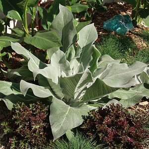 thegardenvsw's tweet photo. Huge grey-green leaves heavily dusted with flour, throwing up a spike 6-7’ tall, even more grey and wooly than the leaves. It fascinated me to watch this spike grow so rapidly and to observe its pentagonal buds exploding one by one into flowers. https://t.co/eVMYXNTDVa