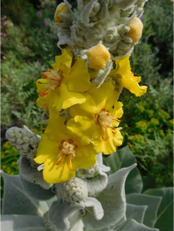 thegardenvsw's tweet photo. Huge grey-green leaves heavily dusted with flour, throwing up a spike 6-7’ tall, even more grey and wooly than the leaves. It fascinated me to watch this spike grow so rapidly and to observe its pentagonal buds exploding one by one into flowers. https://t.co/eVMYXNTDVa