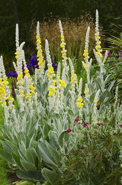 thegardenvsw's tweet photo. Huge grey-green leaves heavily dusted with flour, throwing up a spike 6-7’ tall, even more grey and wooly than the leaves. It fascinated me to watch this spike grow so rapidly and to observe its pentagonal buds exploding one by one into flowers. https://t.co/eVMYXNTDVa