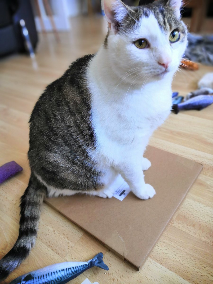 auntiebessie's tweet photo. #lostcat #mapfan #postcat #mapcat he's claimed the goodies from @LostMap #DylanDoesMerch #CatsFurTunes https://t.co/hFOv3P7cFB