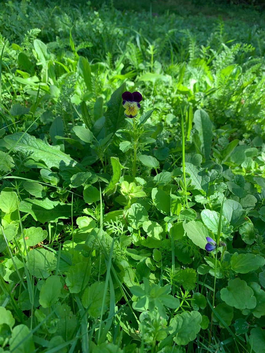 Kimberley Simpson tweet media