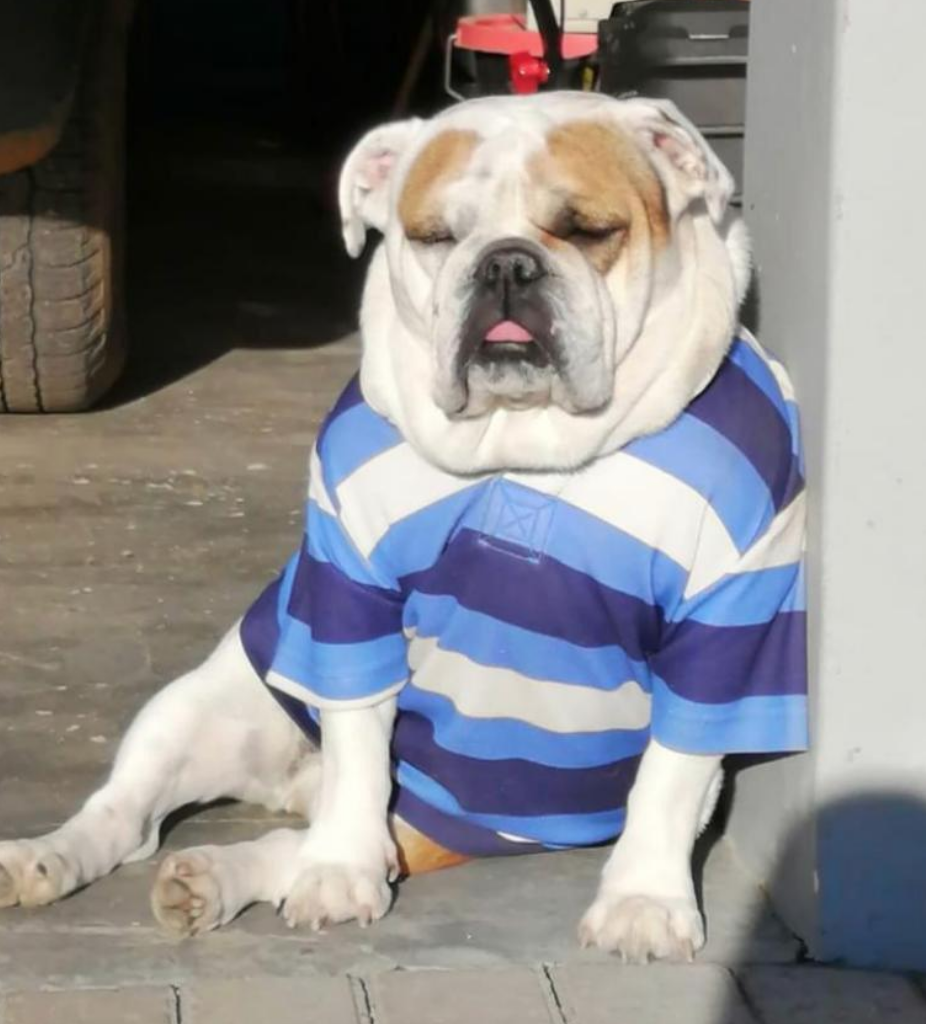 When you realise it would have been <a href="/Paarl_Boishaai/">Paarl Boys' High</a> vs <a href="/gimnasiumpaarl/">PaarlGim1858</a> on Saturday ...